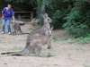 kangourou Nowra park (6).jpg